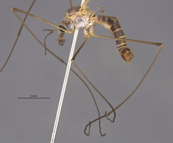 Media type: image;   Entomology 10300 Aspect: Leg